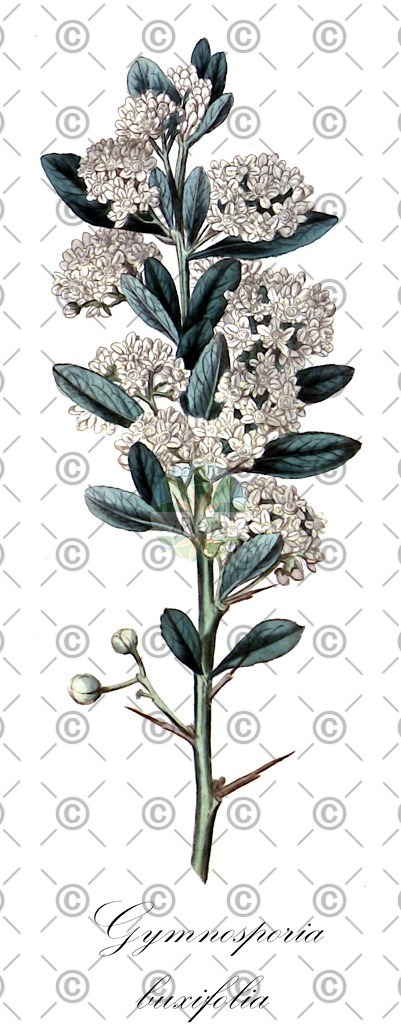 HistAbb_wfo-0000976814_1_ENZY_Simple | Historische Abbildung von Gymnosporia buxifolia - Celastraceae | Historical Illustration of Gymnosporia buxifolia - Celastraceae