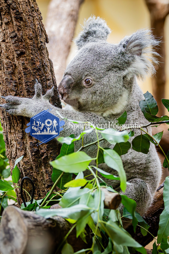 IMG_5432 | SportEventFotografie - Roman Stoiber