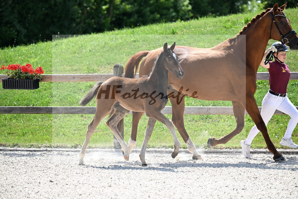 Kat-Nr. 39 St. Schufro x Vivaldi_HF_Lindinger u Silbereisen_15251036 | hf-fotografie - Realisiert mit Pictrs.com