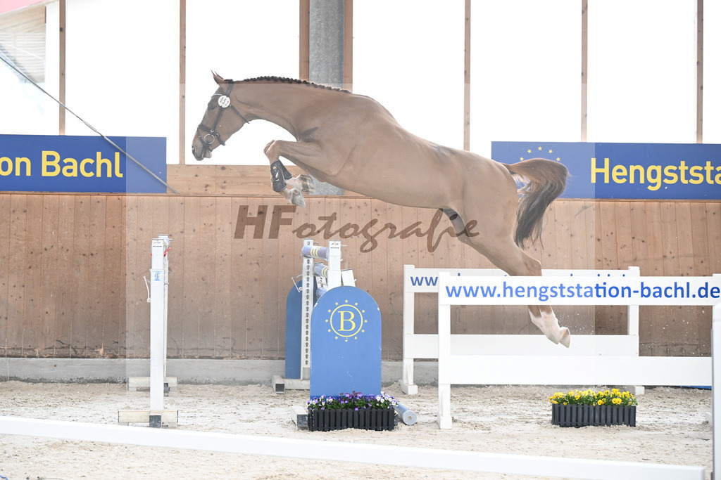 Kat-Nr. 52 Amir VT Z v. Aganix du Seigneur_Neukirch_5250496 | hf-fotografie - Realisiert mit Pictrs.com