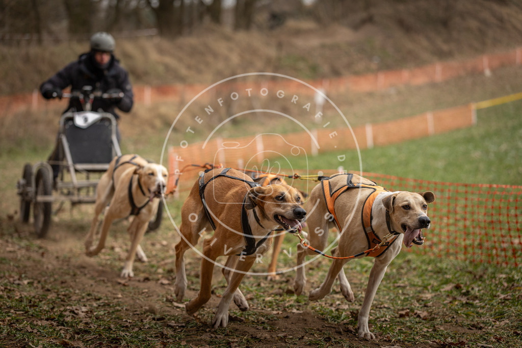 Pfotenfotografie_DV3A8139 | Hundefotografie, Tierfotograf, Pfotenfotografie, Fotoshooting Hund, Hunde Portrait, Hundesport, Hundeportraits, Heideshooting, Hunde, Sportfotograf, Hundefotograf, Turnierhundsport, THS,  - Realisiert mit Pictrs.com