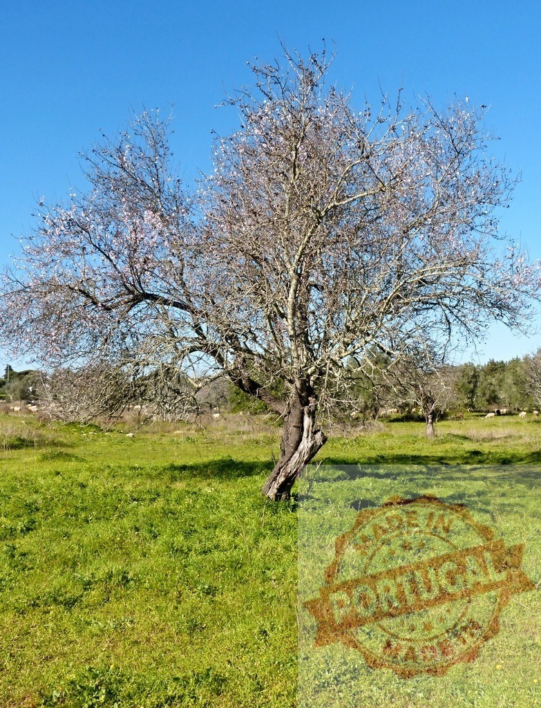 Almond tree blooming new flowers in spring meadow | Almond tree blooming on a sunny day against a clear blue sky in a green field - Realisiert mit Pictrs.com