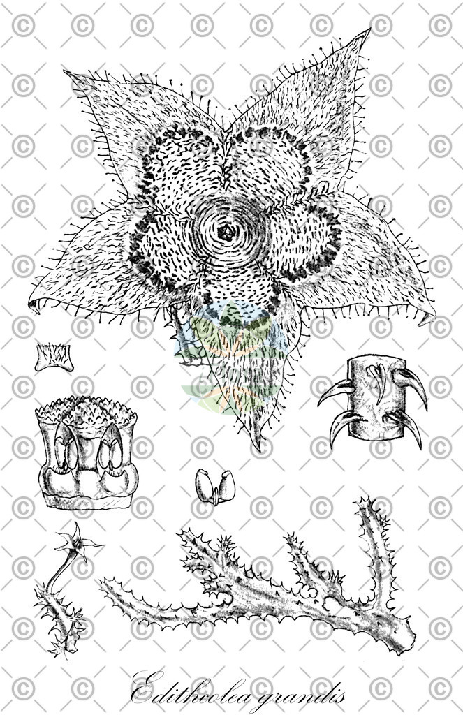 HistAbb_EMP_14948_1_FloraD_Simple | Historische Abbildung von Edithcolea grandis - Apocynaceae | Historical Illustration of Edithcolea grandis - Apocynaceae
