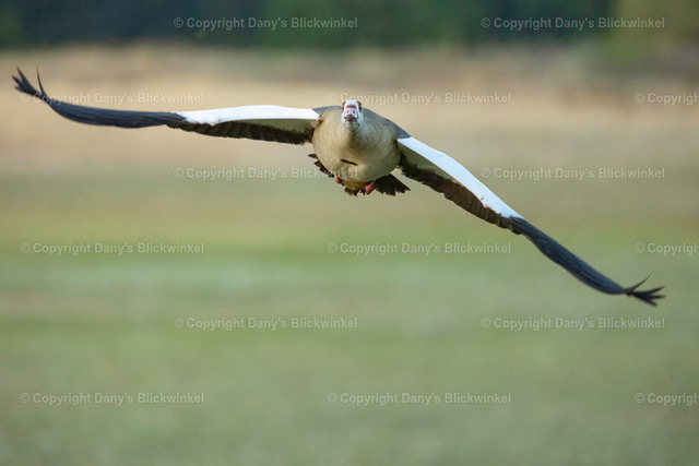 2022139 | Tierfotografie, Tierkalender, Tierbilder, Insekten, Spinnen, Vögel, Schmetterling, Libellen, Leinwand, Colorkey, Qualität, Geschenkartikel, Geschenk - Realisiert mit Pictrs.com