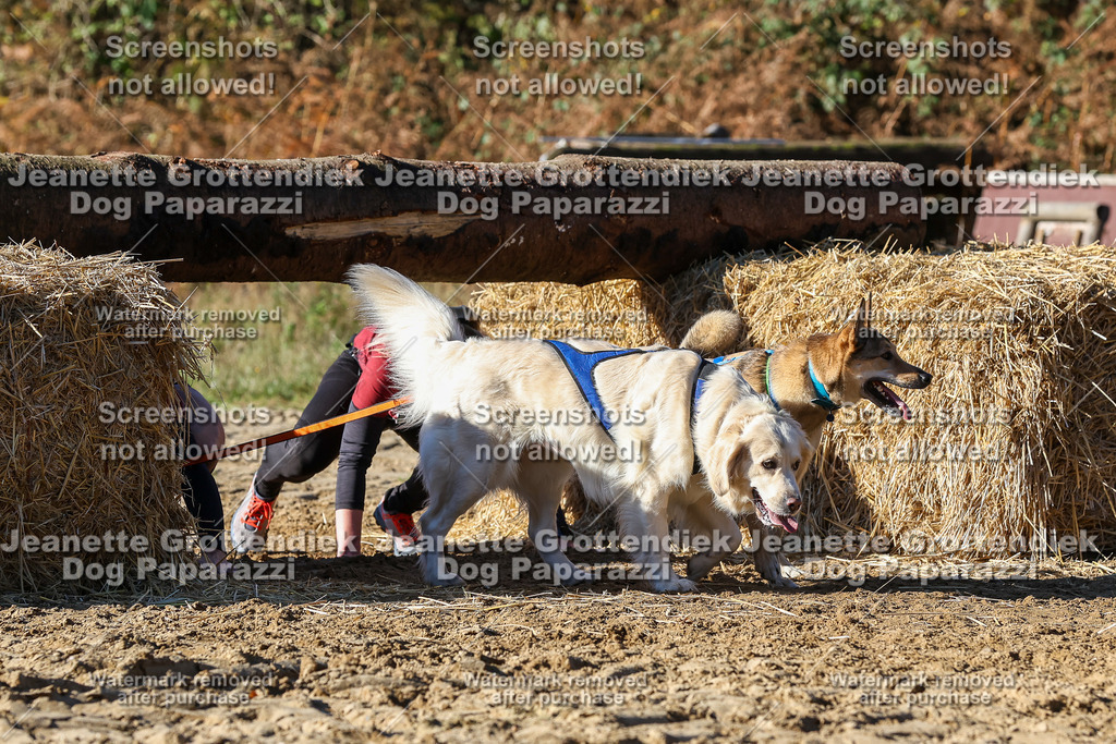 Dog Paparazzi - Strongdog 10-25-2352 | Dog Paparazzi Jeanette Grottendiek Fotografie & Videografie - Realisiert mit Pictrs.com