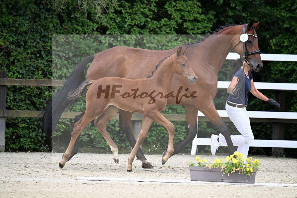 Kat-Nr. 6 Kjento x Millennium_Hopf_25240322 | hf-fotografie - Realisiert mit Pictrs.com
