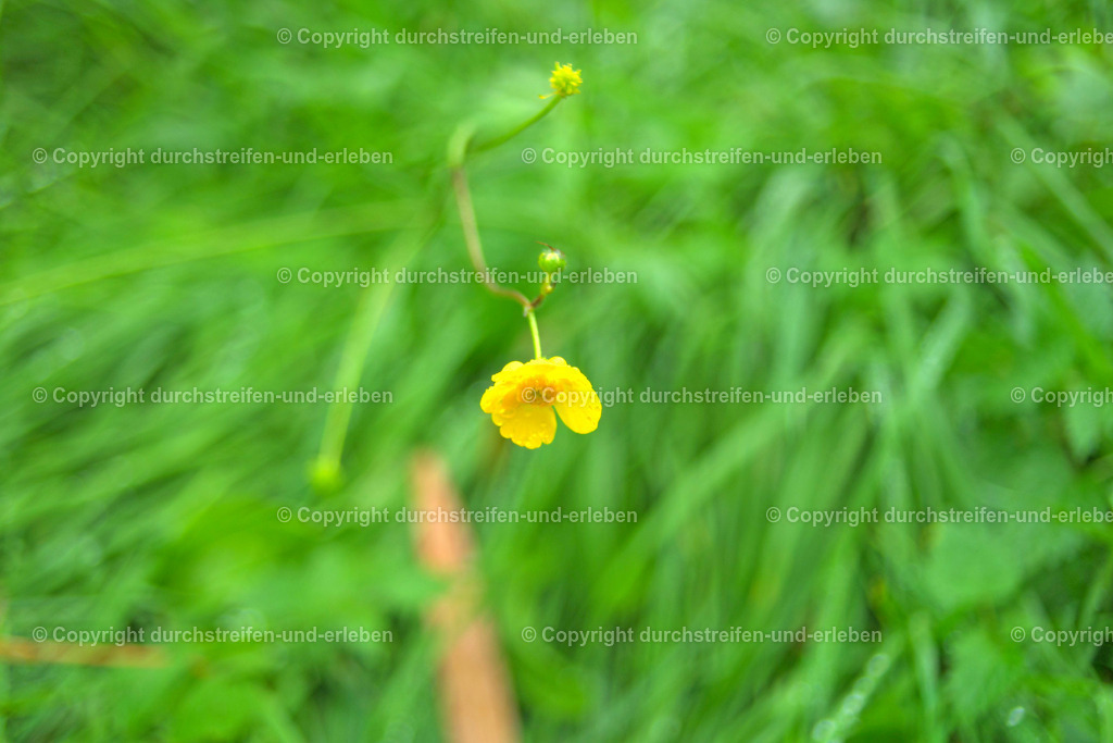 Scharfer Hahnenfuß 2 | Durchstreifen & Erleben - Realisiert mit Pictrs.com