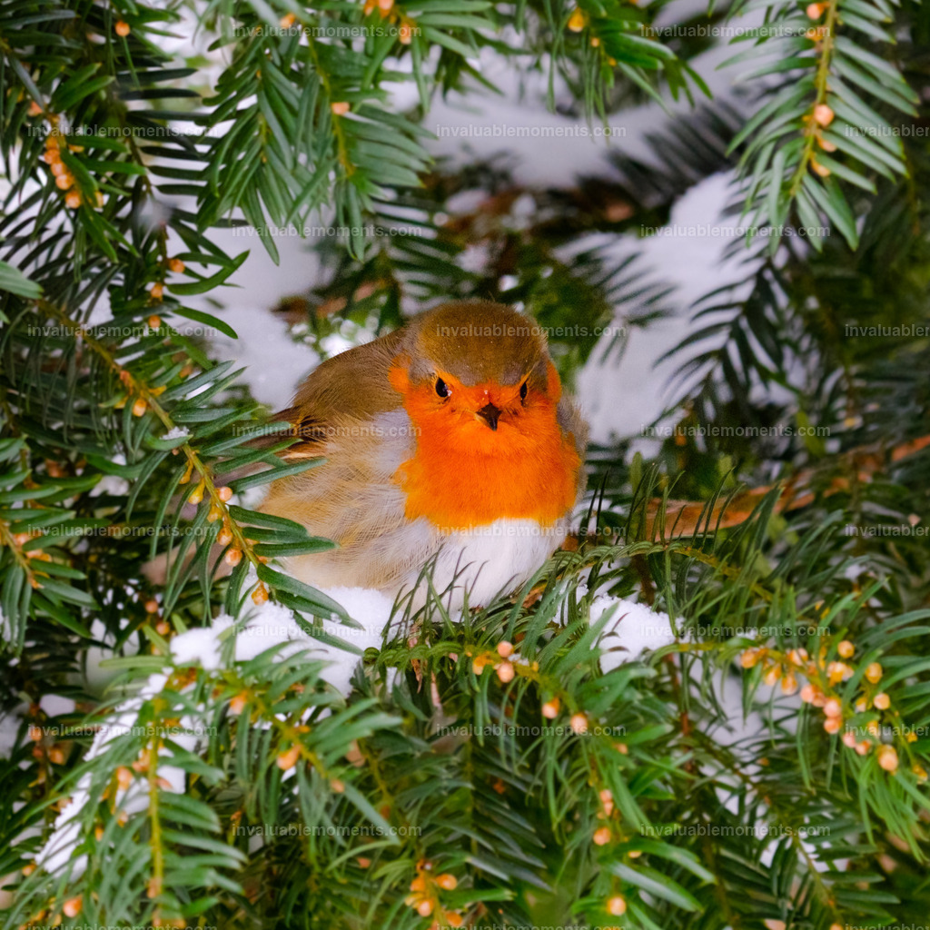 DSCF2259 | invaluablemoments.com - Realisiert mit Pictrs.com