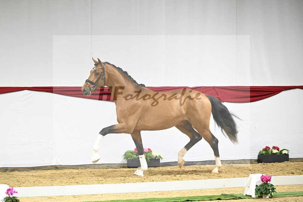 Kat-Nr. 54 v. Vaderland_Rakelbusch_63221567 | hf-fotografie - Realizzato con Pictrs.com