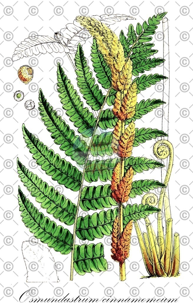 HistAbb_63H27_2_ENZY_Simple | Historische Abbildung von Osmundastrum cinnamomeum - Osmundaceae | Historical Illustration of Osmundastrum cinnamomeum - Osmundaceae (cinnamon fern)