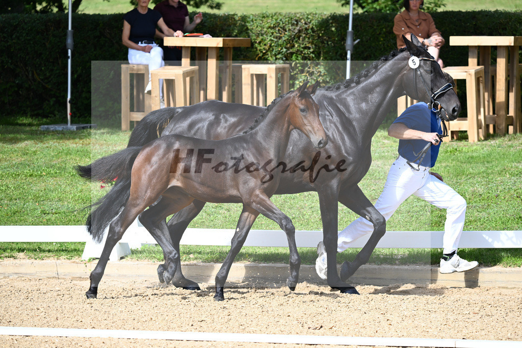 Kat-Nr. 5 SF DSP Va Bene x Samaro_Reissler__27230112 | hf-fotografie - Realisiert mit Pictrs.com