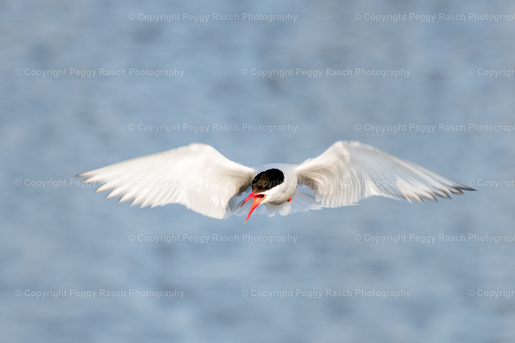 Küstenseeschwalbe | Küstenseeschwalbe - Realisiert mit Pictrs.com