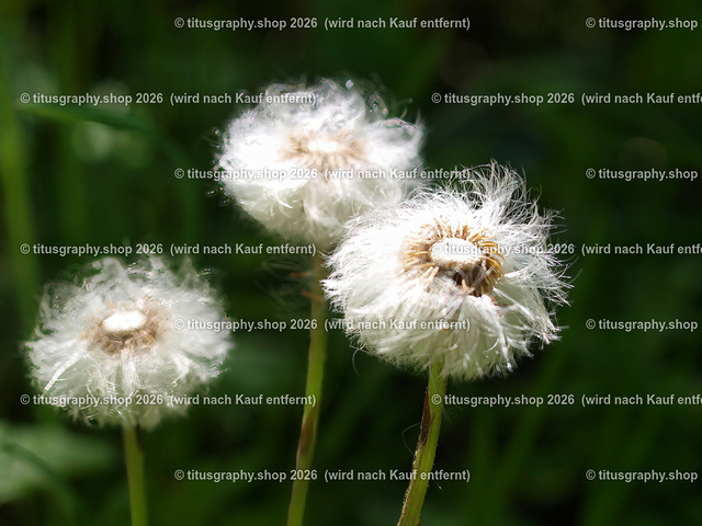 titusgraphy-P5077846_var-046 | Fotokunstarbeit aus der INSTAGRAM-Gallerie auf titusgraphy.eu - Realisiert mit Pictrs.com