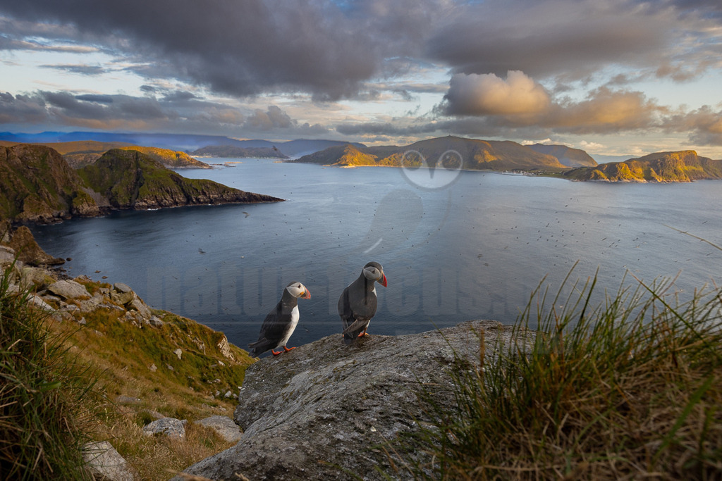R5NF0314-20230721 | Der Bildershop von www.natur-focus.de bietet ihnen den einfachen Kauf von Bildmaterial per Download aus allen Bereichen der Natur. In den Galerien finden sie Landschaftsfotos, Tierbilder und natürlich auf Pflanzenfotos. - Realisiert mit Pictrs.com