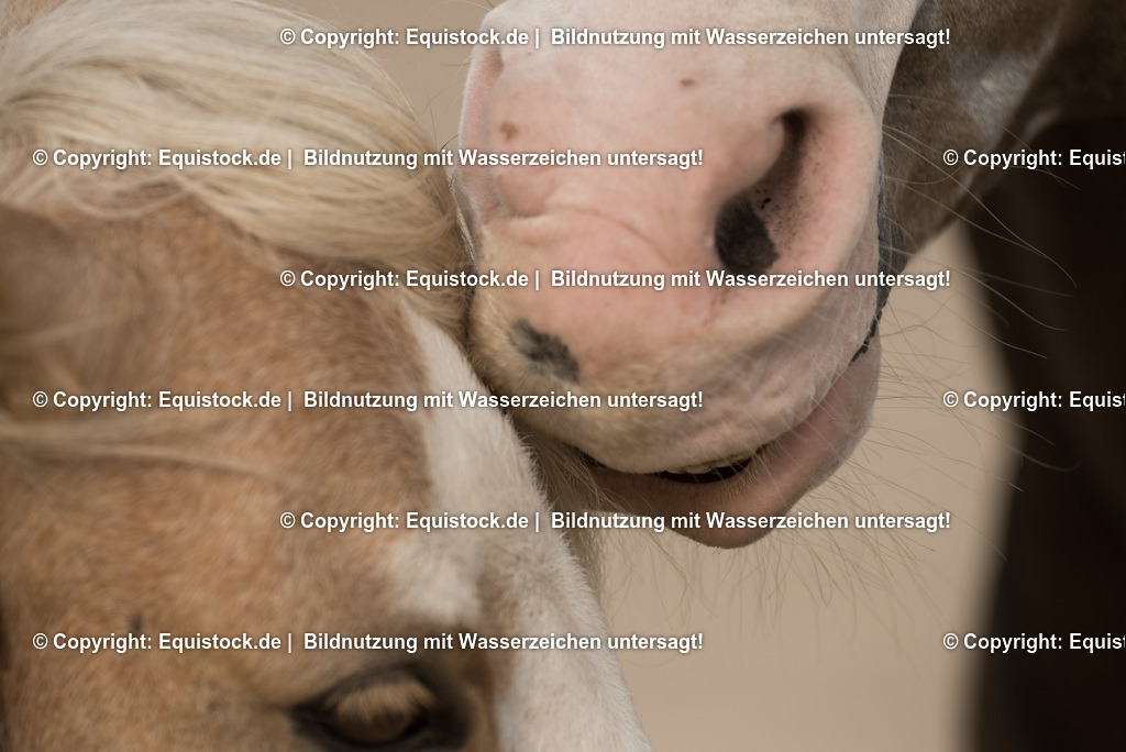 TS_20160928_Pferdenase_0001 | Foto: Thomas Hartig