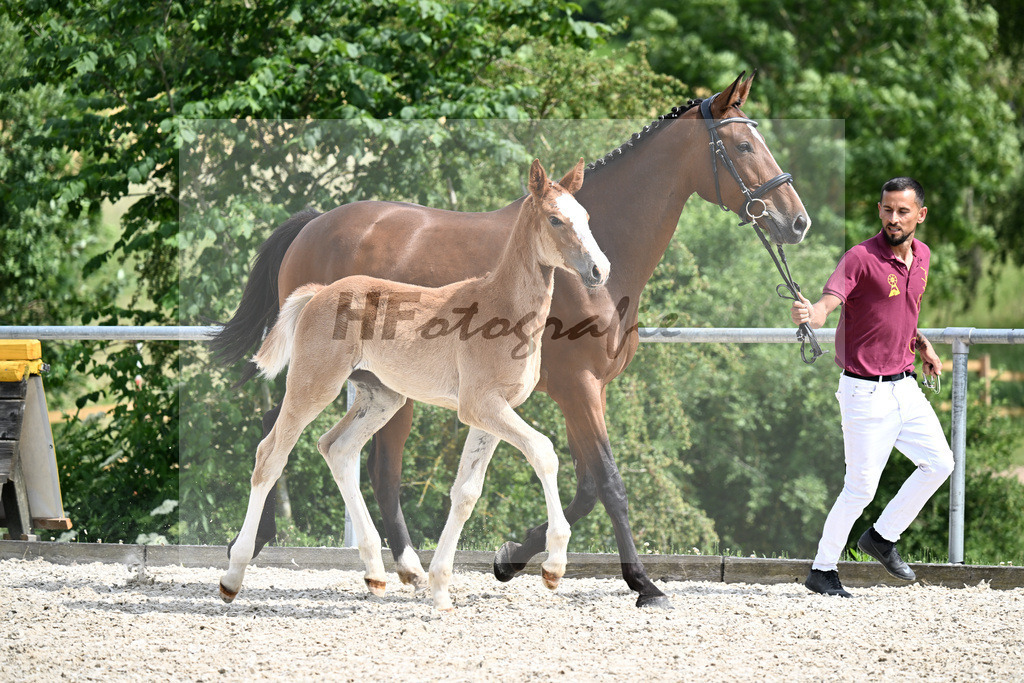 Kat-Nr. 4 Ogano Sitte x Balous Bellini_HF_Foth_17250626 | hf-fotografie - Realizzato con Pictrs.com