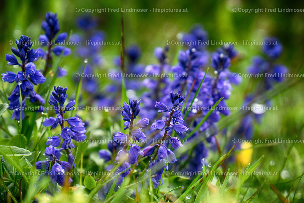 Sohlenalm_Niederalpl_DSC06331 | Fotos und Fotoprodukte - Realisiert mit Pictrs.com