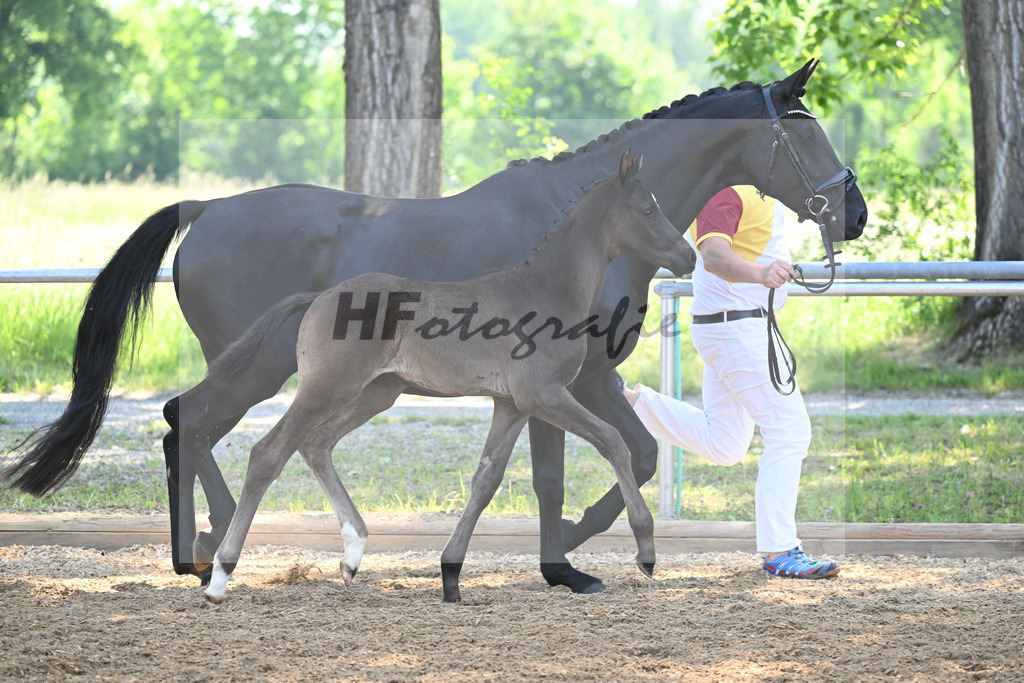 Kat-Nr. 8 HF DSP Feliciano_Weyer_14230200 | hf-fotografie - Realisiert mit Pictrs.com