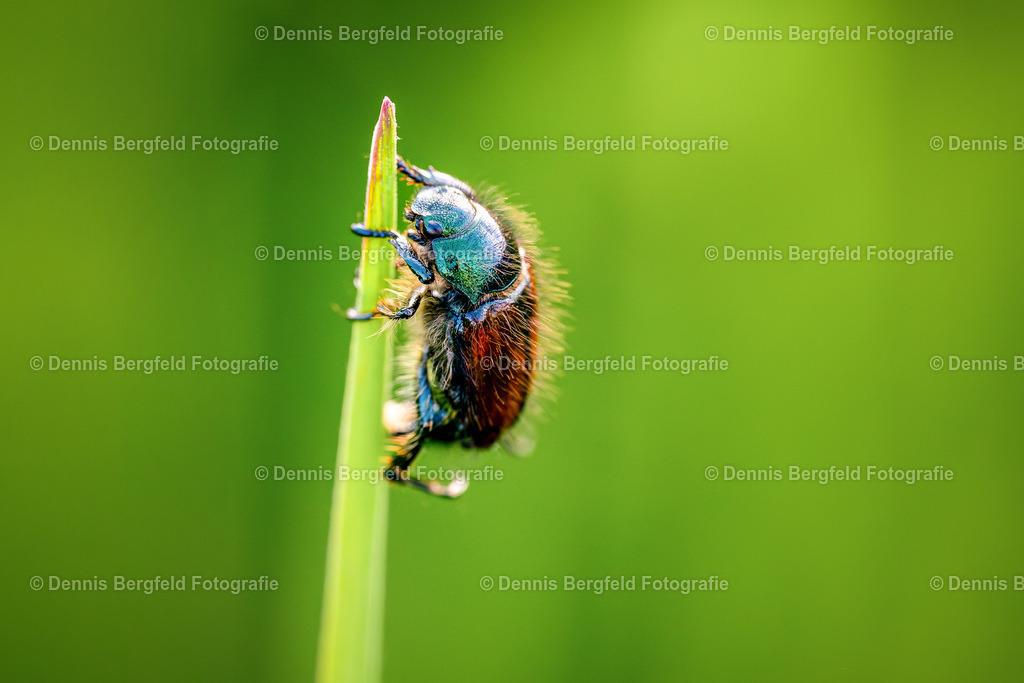 Käfer 4 | Entdecken Sie Natur, Makro und Tierfotografie von Dennis Bergfeld.Besondere Momente und Details der Natur, hochwertig als Foto und Wandbild erhältlich. - Realisiert mit Pictrs.com