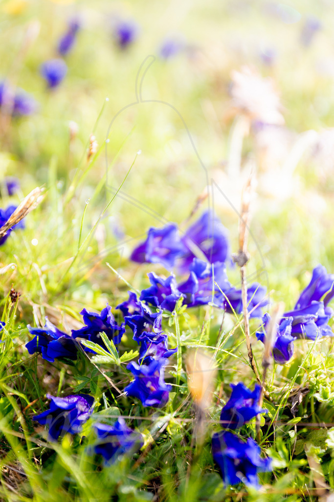 Enziantraum_Mostdirn_Irmgard_Wieser-1345 | Ihre Fotografin im Lungau, ihre Fotografin im Mostviertel, Wandbilder Onlineshop, Imagefotos für Ihr Unternehmen,  - Realisiert mit Pictrs.com