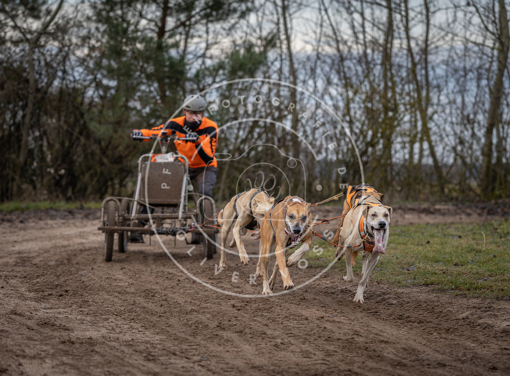 Pfotenfotografie_DV3A6005 | Hundefotografie, Tierfotograf, Pfotenfotografie, Fotoshooting Hund, Hunde Portrait, Hundesport, Hundeportraits, Heideshooting, Hunde, Sportfotograf, Hundefotograf, Turnierhundsport, THS,  - Realisiert mit Pictrs.com