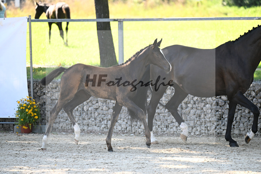 Kat-Nr. 5 Diamantenglanz x Foundation_SF_ZG Weiss u Moldenhauer_26250070 | hf-fotografie - Realisiert mit Pictrs.com