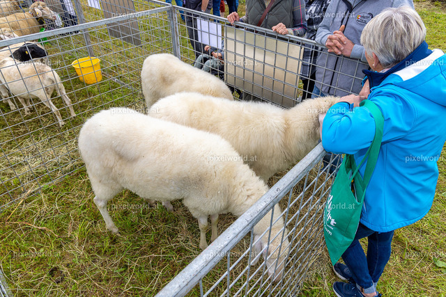 SchaZie Tag | Bildershop von pixelworld.at - Realisiert mit Pictrs.com