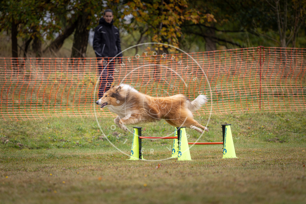 Pfotenfotografie_DV3A1490 | Hundefotografie, Tierfotograf, Pfotenfotografie, Fotoshooting Hund, Hunde Portrait, Hundesport, Hundeportraits, Heideshooting, Hunde, Sportfotograf, Hundefotograf, Turnierhundsport, THS,  - Realisiert mit Pictrs.com