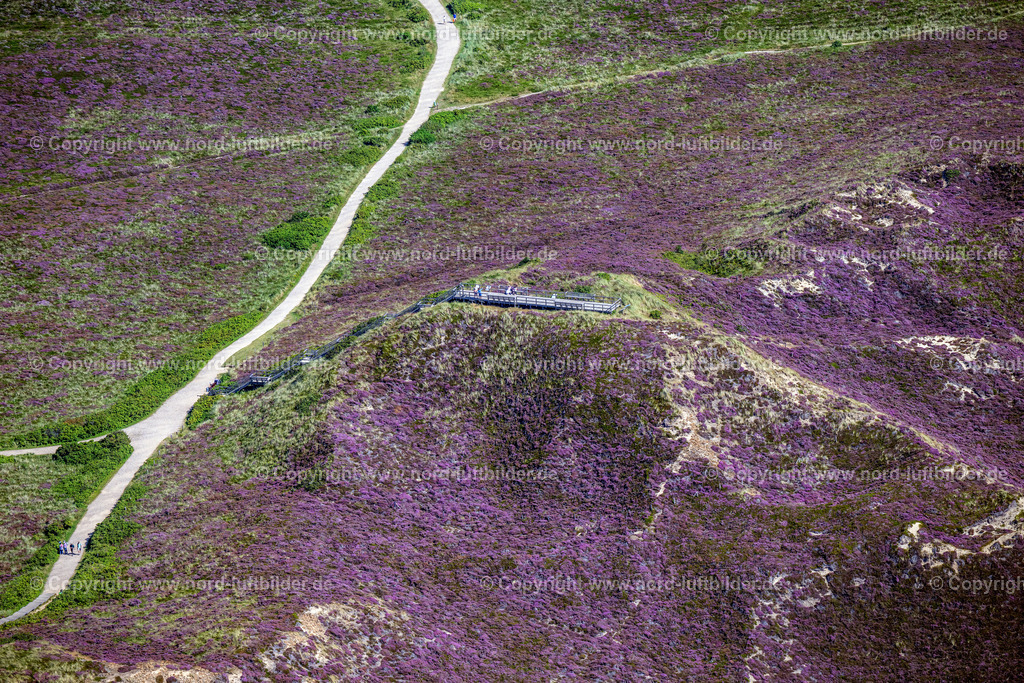 Sylt_Kampen_Uwe_Düne_Aussichstplattform_Heide_Blüte_ELS_6368130825 | KAMPEN (SYLT) 13.08.2025 Aussichtsplattform " Düne Uwe " in der Heide-Landschaft Kampen (Sylt) auf der Insel Sylt im Bundesland Schleswig-Holstein, Deutschland. // Observation platform "Duene Uwe" in the heath landscape of Kampen (Sylt) on the island of Sylt in the federal state of Schleswig-Holstein, Germany. Foto: Martin Elsen