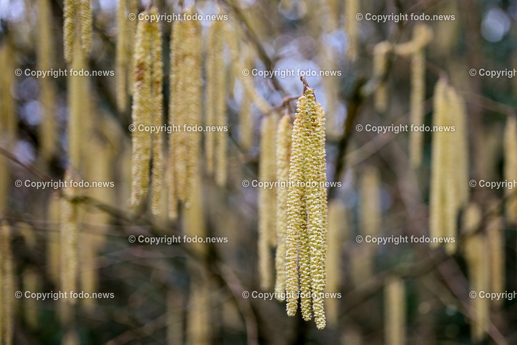 Fruehling_ Pollen_ 20.02.2024-5 | 20.02.2024, Linz, AUT, Fruehling, im Bild Graeser, Stauden, Baeume, Pollen, Allergie, Allergiker, Heuschnupfen, Haselnuss, Birke, Pflanze, Pflanzen, Flora, Natur