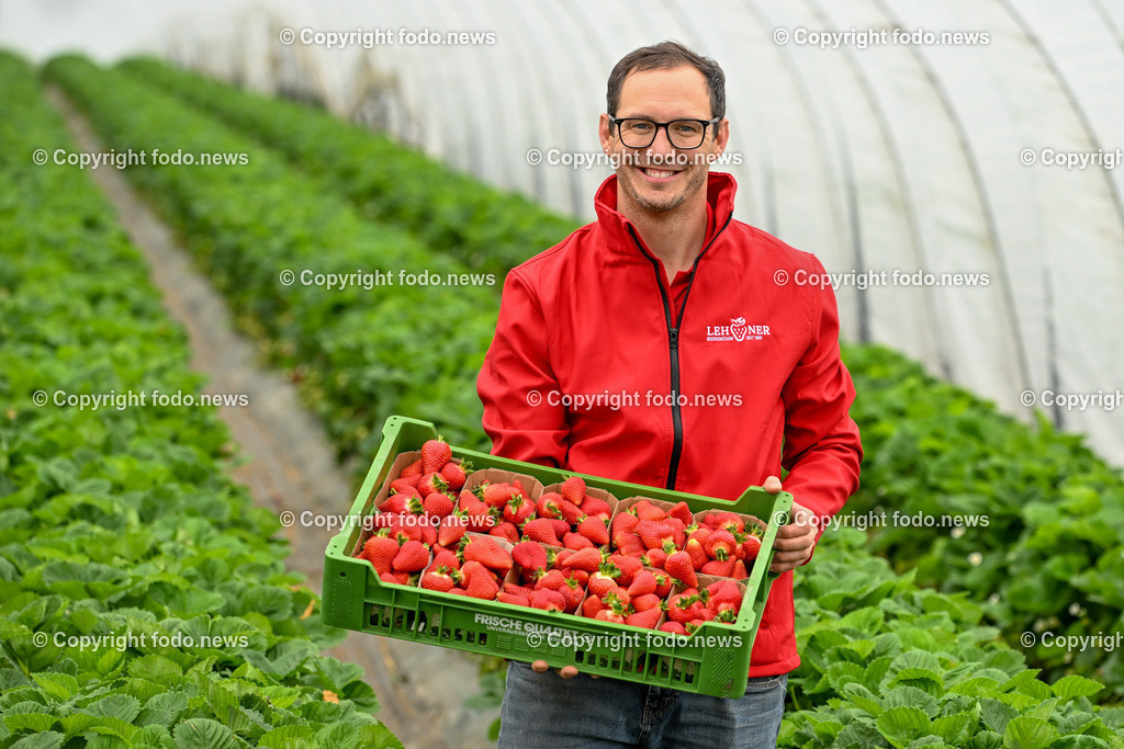 Erdbeeren Lehner_ Haag_ 17.05.2023-13 | 17.05.2023, Haag, AUT, Erdbeeren Lehner, im Bild Lukas Lehner am Erdbeerfeld im Folientunnel bei der Ernte
