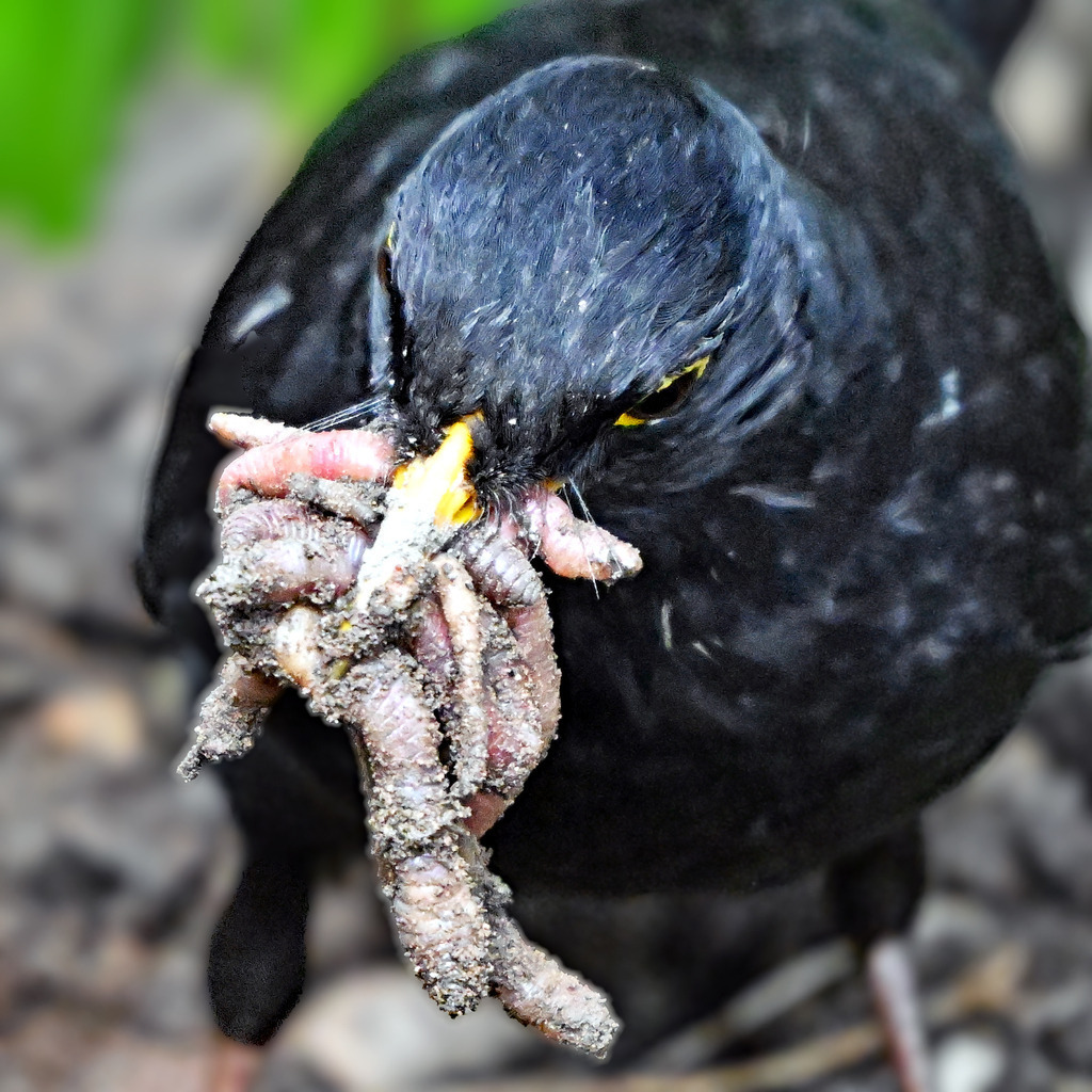 Amsel01q-1 | lucisnaturbilder - Realisiert mit Pictrs.com
