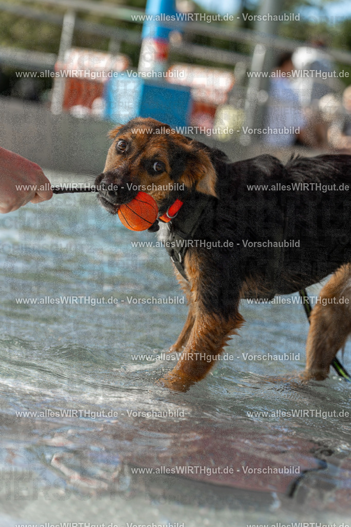 Hundeschwimmen_Volksbad_2026-allesWIRTHgut_Tierfotografie-2609061407-7R501033 | Professionelle Tierfotografie in Mönchengladbach von Daniel Wirth (allesWIRTHgut). Liebevolle & natürliche Bilder von Hunden & Katzen für unvergessliche Erinnerungen.