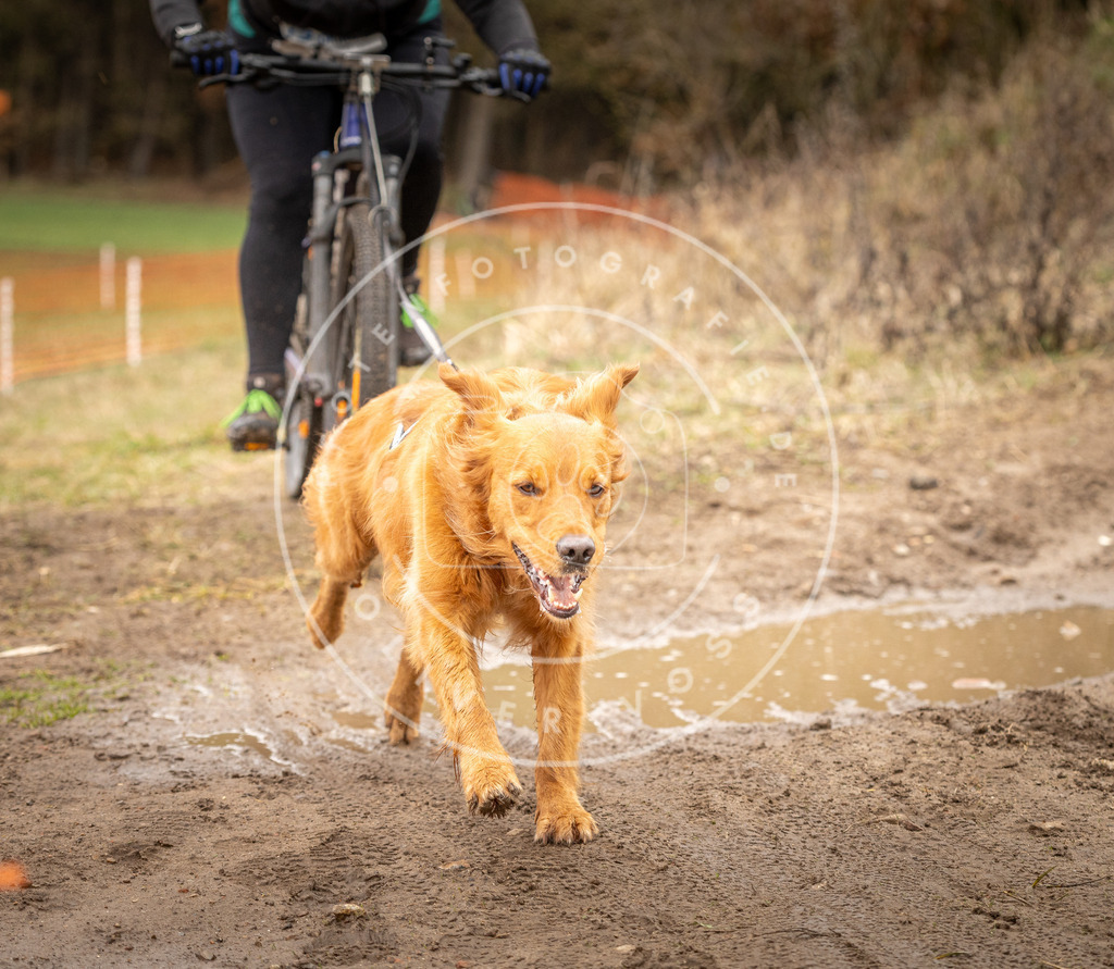 DV3A1116 | Hundefotografie, Tierfotograf, Pfotenfotografie, Fotoshooting Hund, Hunde Portrait, Hundesport, Hundeportraits, Heideshooting, Hunde, Sportfotograf, Hundefotograf, Turnierhundsport, THS,  - Realisiert mit Pictrs.com