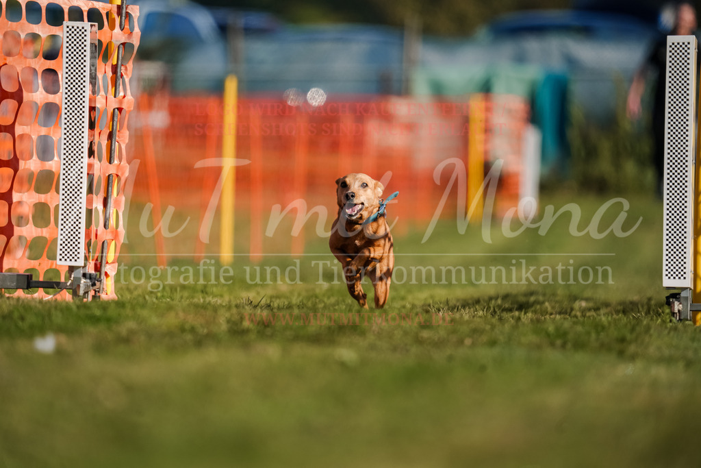 20250928_Hunderennen-111 | MuT (Mensch und Tier) mit Mona - Fotografie und Tierkommunikation - Realisiert mit Pictrs.com