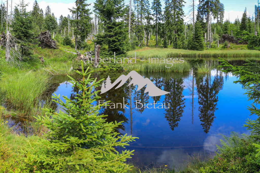 OE7A2516-Pano | Zwieselter oder auch Zwieseler Filz / Hirschbachschwelle