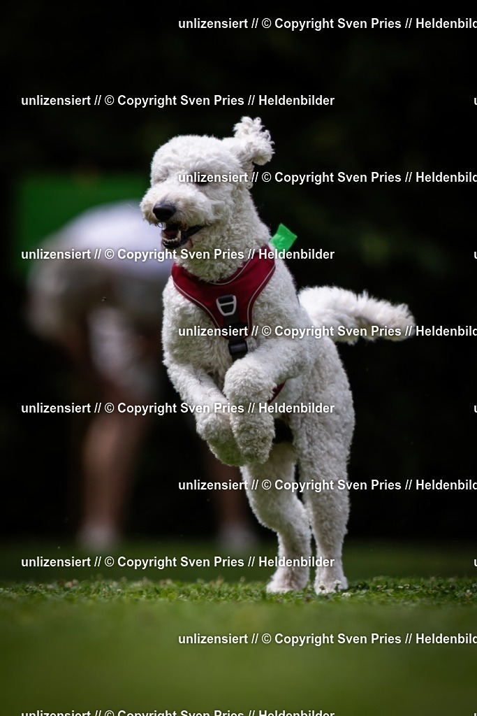 Sven Pries | 19. Allgemeines Hunderennen Karlsruhe Durlach - Realisiert mit Pictrs.com