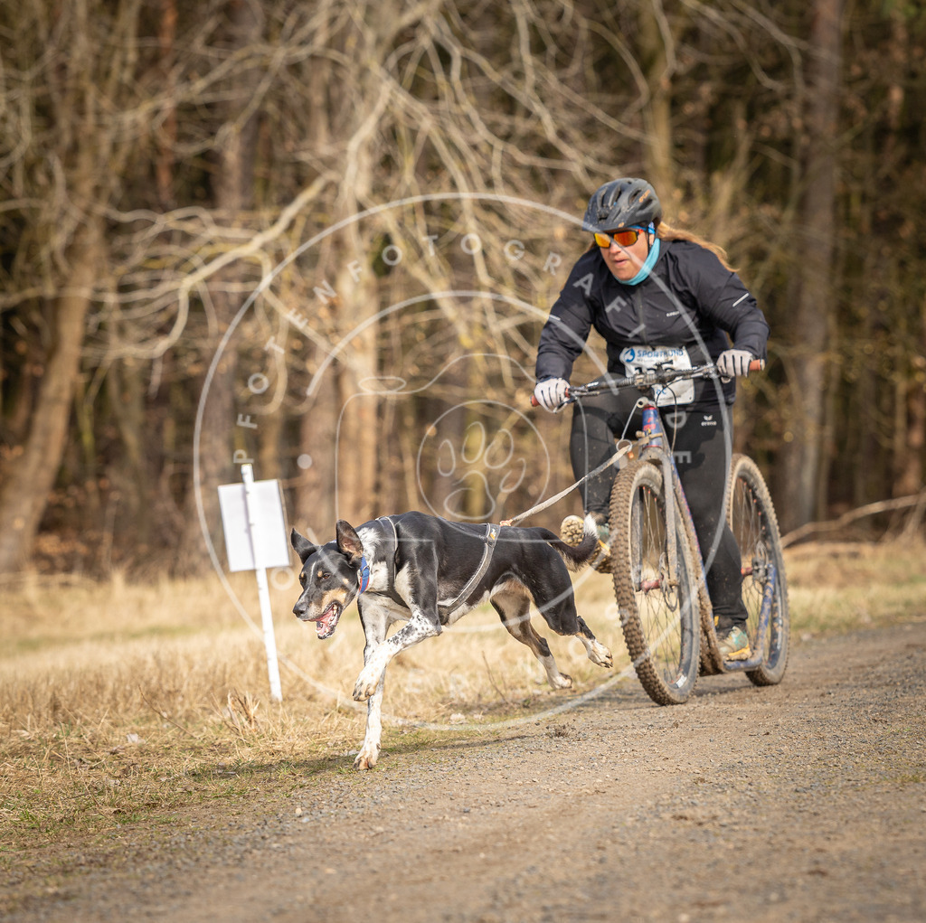 DV3A4740 | Hundefotografie, Tierfotograf, Pfotenfotografie, Fotoshooting Hund, Hunde Portrait, Hundesport, Hundeportraits, Heideshooting, Hunde, Sportfotograf, Hundefotograf, Turnierhundsport, THS,  - Realisiert mit Pictrs.com