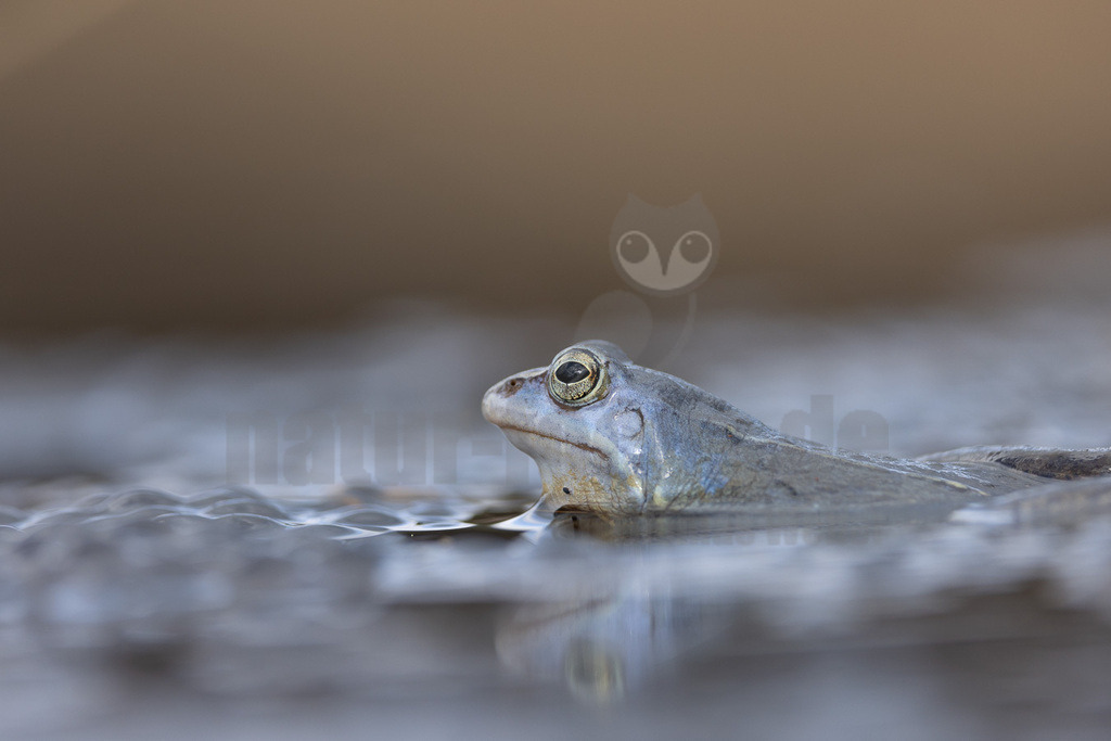 R5NF9119-20230318 | Der Moorfrosch gehört innerhalb der Ordnung der Froschlurche zur Familie der Echten Frösche und ebenso zur Gattung der Echten Frösche. Außerdem fasst man ihn nach Aussehen und Lebensweise mit anderen Arten zu den sogenannten Braunfröschen zusammen.  - Realisiert mit Pictrs.com