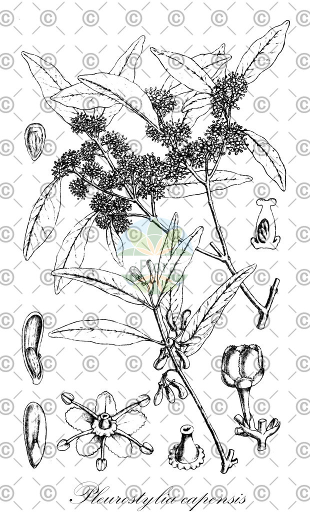 HistAbb_63NXJ_2_ENZY_Simple | Historische Abbildung von Pleurostylia capensis - Celastraceae | Historical Illustration of Pleurostylia capensis - Celastraceae