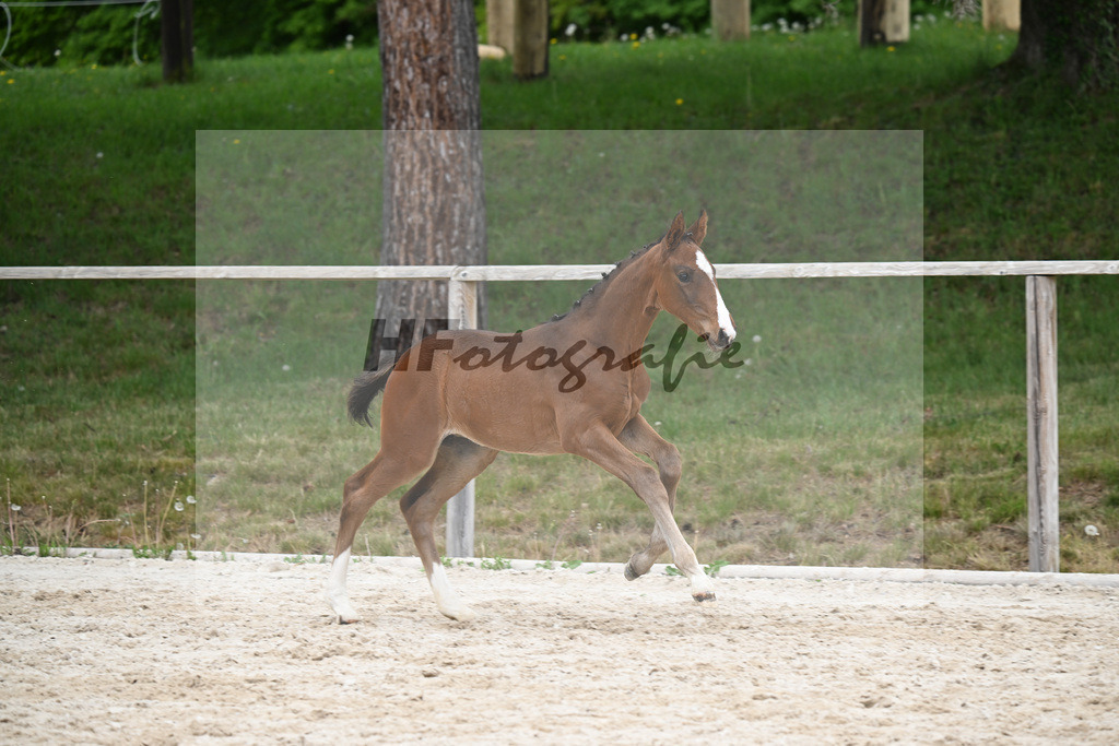 Kat-Nr. 34 Escaneno x Foundation_Blessing_24260949 | hf-fotografie - Realisiert mit Pictrs.com