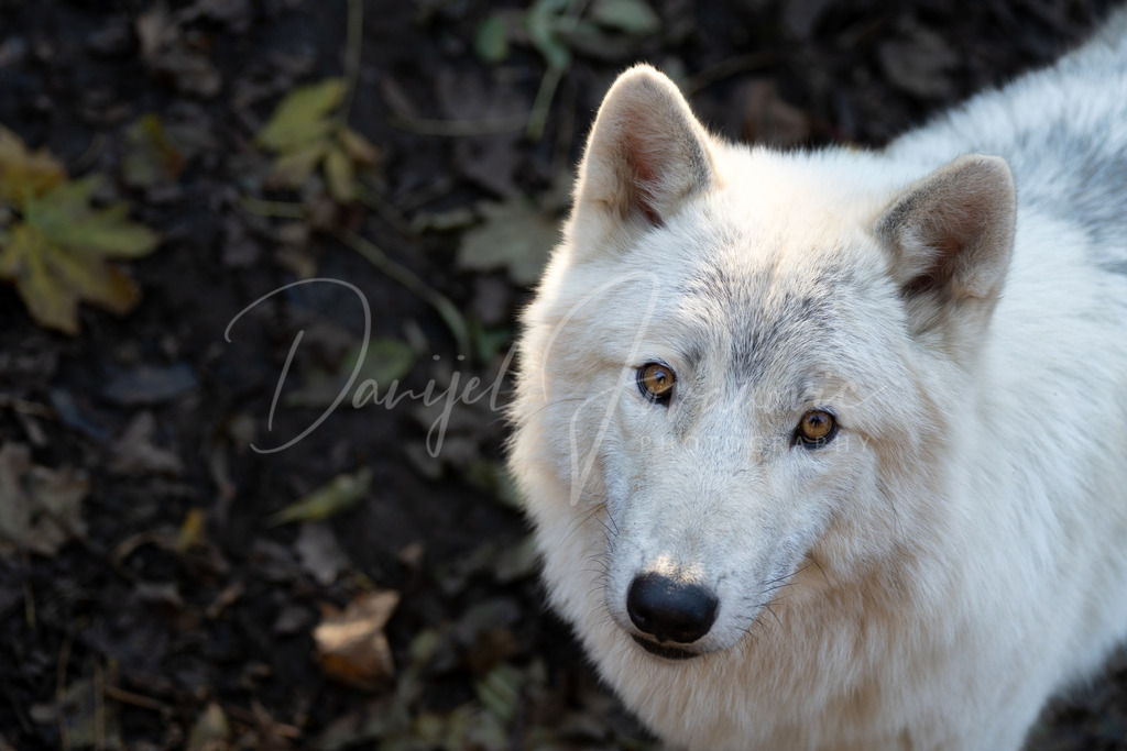 Arktischer Wolf | Der wunderschöne Arktische Wolf 