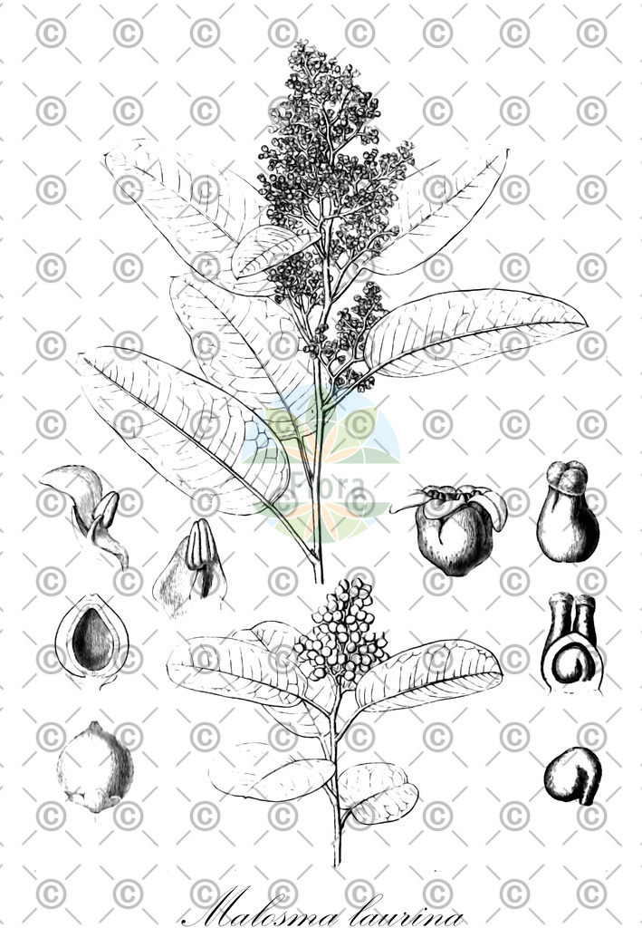HistAbb_wfo-0000449775_1_ENZY_Simple | Historische Abbildung von Malosma laurina - Anacardiaceae | Historical Illustration of Malosma laurina - Anacardiaceae