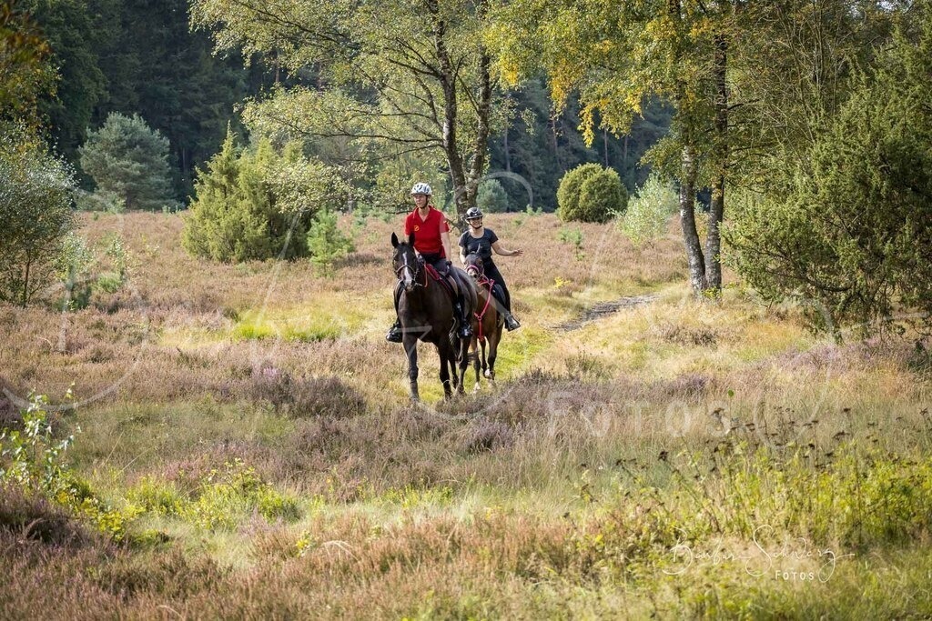 DdLH-WehlenerHeide_2025-09-20_41 | Fotografie, Veranstaltungs-Fotografie, Pferde-Fotografie, Landschafts-Fotografie, Reise-Fotografie - Realisiert mit Pictrs.com