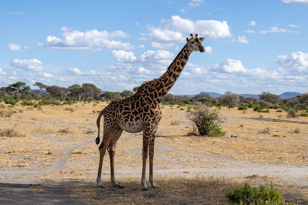 Tarangire Nationalpark - 26. September 2022 | Giraffe im Tarangire Nationalpark.
Bild: Sportfotografie Markus Aeschimann | www.markus-aeschimann.ch - Realisiert mit Pictrs.com
