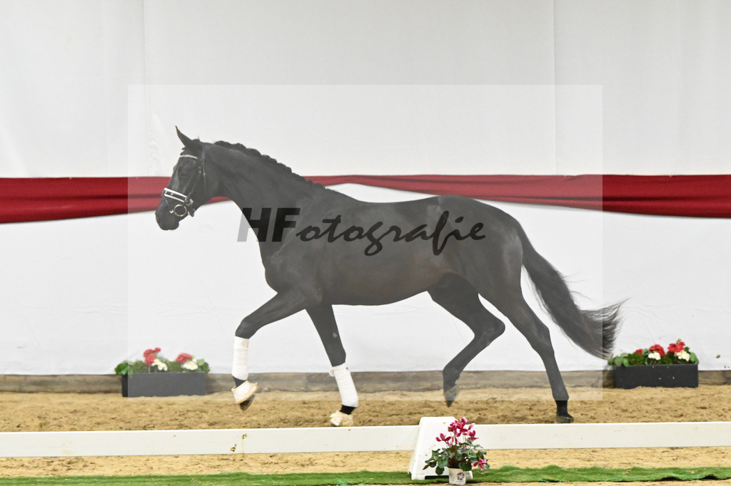 Kat-Nr. 72 v. Maracana_Tanner_63222098 | hf-fotografie - Realizzato con Pictrs.com
