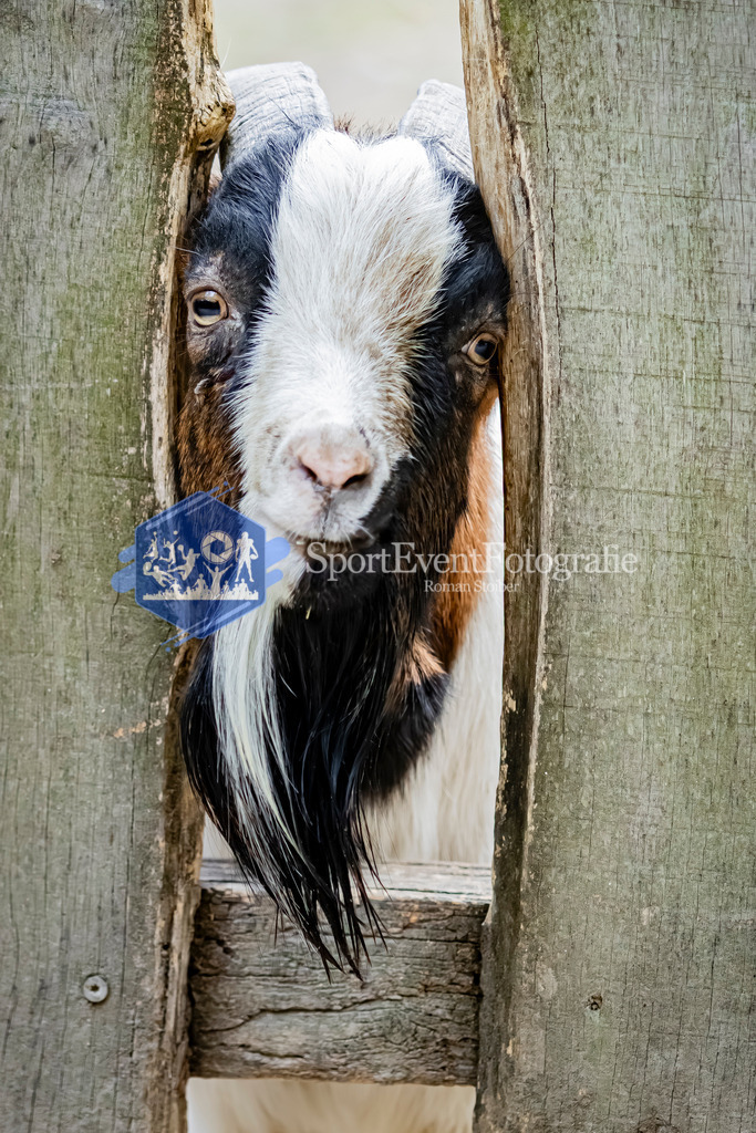 IMG_3238 | SportEventFotografie - Roman Stoiber