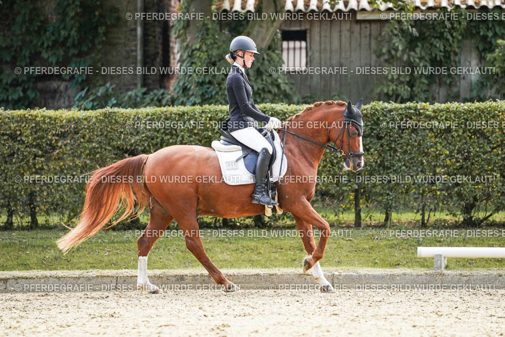 DSC09001 | Pferdegrafie