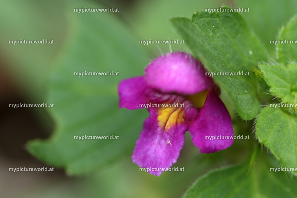 Gemeiner Hohlzahn-001 | Das Bilderarchiv über Tiere, Planzen und Landschaften. In der Bilddatenbank finden Sie ein große Auswahl an hochwertigen Bilder für Ihre Werbung - Realized with Pictrs.com