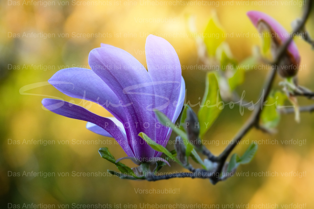 Magnolienliebe | People- und Tierfotografie, Imageaufnahmen, Veranstaltungsfotografie und Wandbilder aus der Natur ★ Made in Germany ✔️ Druck + Downloads ✔️ Naturfotografie in Top Qualität ★ schneller Versand, weltweite Lieferung! - Realized with Pictrs.com